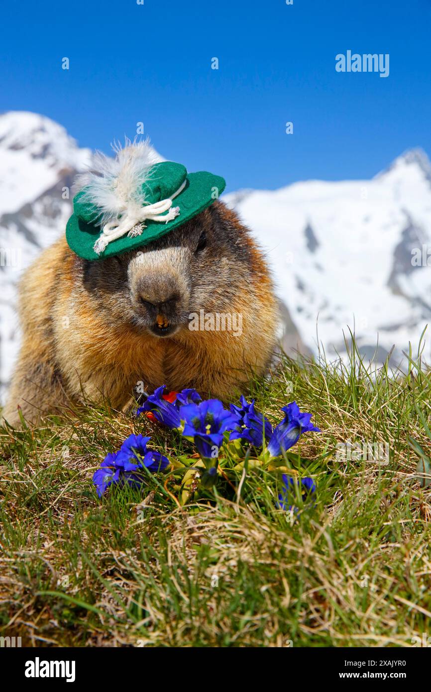 Alpenmurmeltier (Marmota marmota) Murmeltier mit Hut auf Bergwiese mit Enzian vor Großglockner, blauer Himmel Stockfoto
