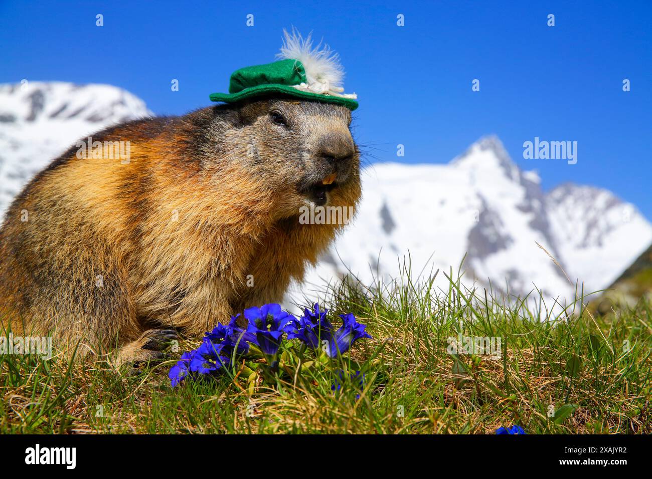 Alpenmurmeltier (Marmota marmota) Murmeltier mit Hut auf Bergwiese mit Enzian vor Großglockner, blauer Himmel Stockfoto