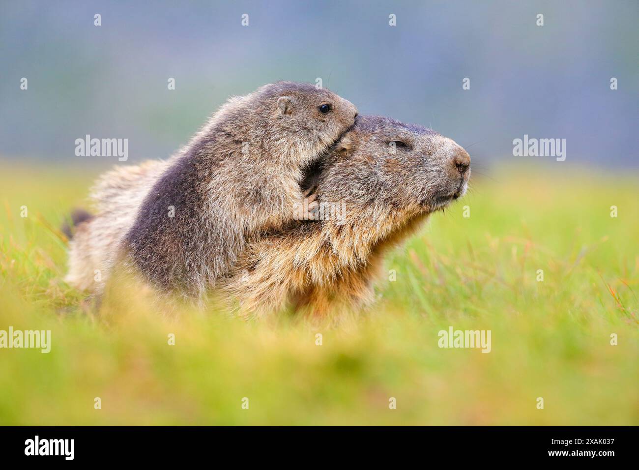 Alpenmurmeltier (Marmota marmota) Junges Murmeltier reinigt ein älteres Murmeltier Stockfoto