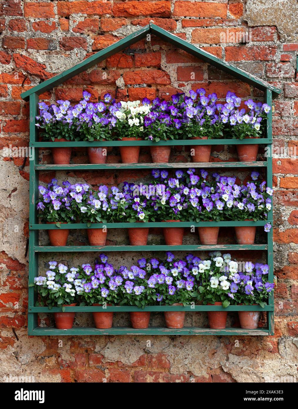 Ausstellung von Viola-Blumen in Töpfen in einem Holzrahmen, montiert an einer roten Ziegelwand Stockfoto