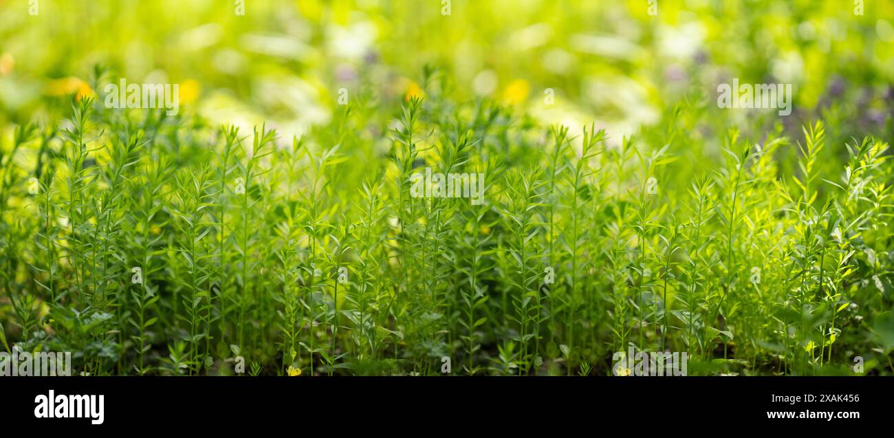 Sommer Hintergrund. Grünes Gras Nahaufnahme. Stockfoto