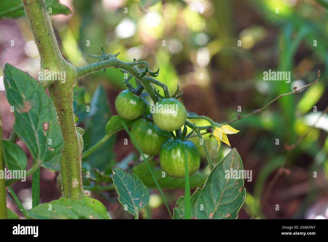Ein Zweig mit einem Haufen grüner Kirschtomaten auf einem Busch. Tomatenanbau im offenen Boden - Beginn der Fruchtphase, Nahaufnahme. Stockfoto