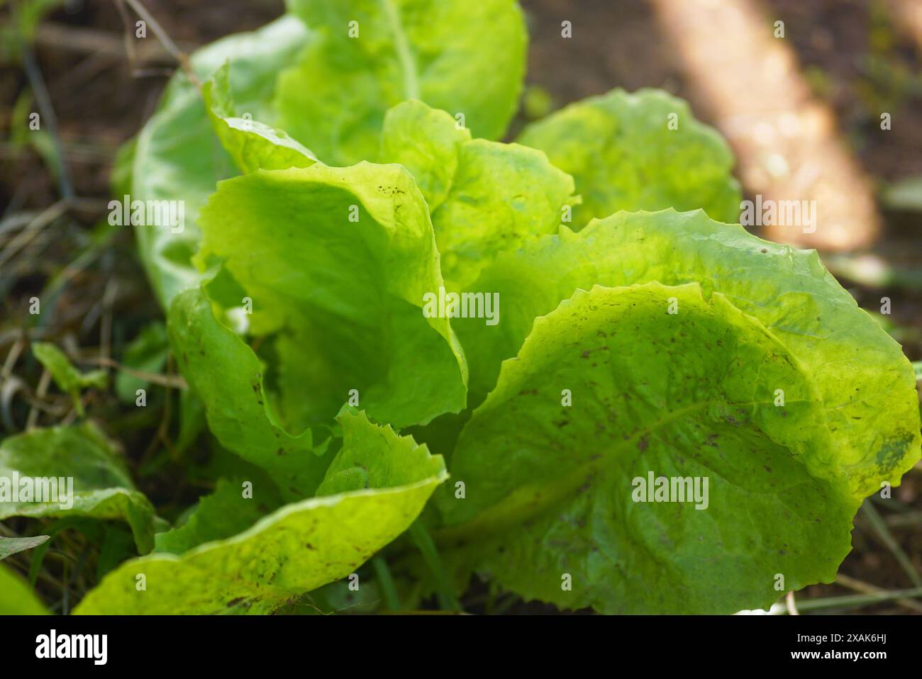Junge Blätter von grünem Salat, die in einem Gartenbeet wachsen, Nahaufnahme. Bio-Grünpflanzen auf offenem Boden anbauen. Stockfoto