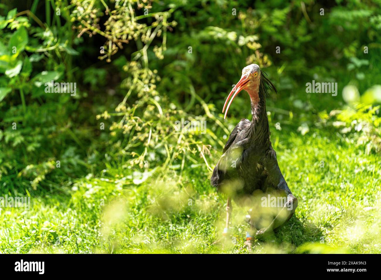 Europa, Deutschland, Bayern, München, München-Thalkirchen, Hellabrunn Zoo, Northern bald Ibis auf der Wiese Stockfoto