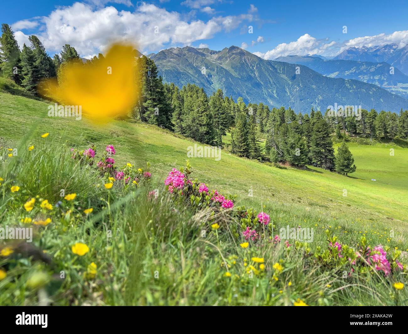Europa, Österreich, Tirol, Ötztaler Alpen, Ötztal, Oetz, blühende Bergblumen im Skigebiet Hochötz im vorderen Ötztal Stockfoto