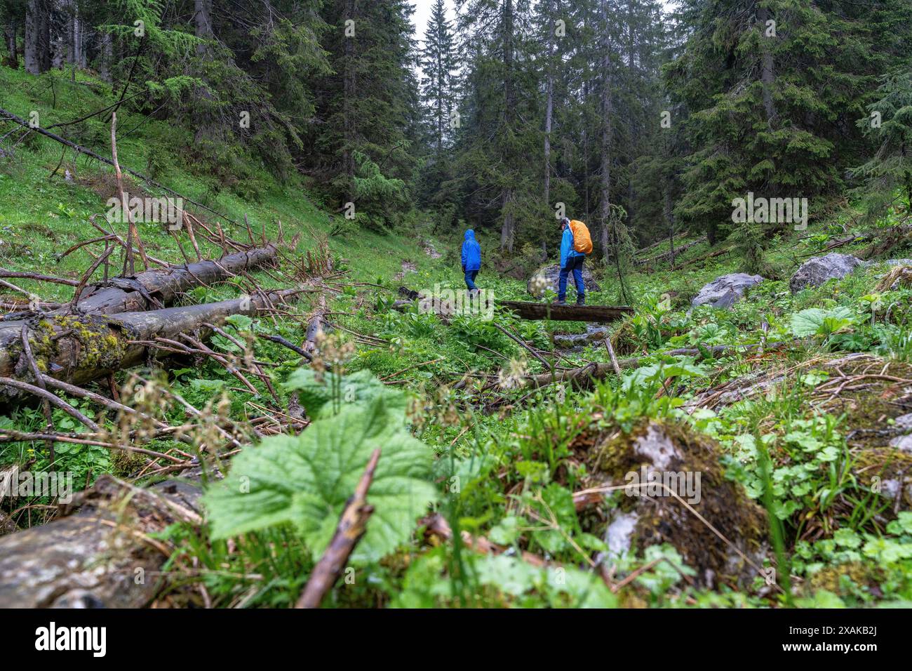 Europa, Deutschland, Bayern, Bayerische Alpen, Berchtesgaden, Kinder wandern im Bergwald bei Regen Stockfoto