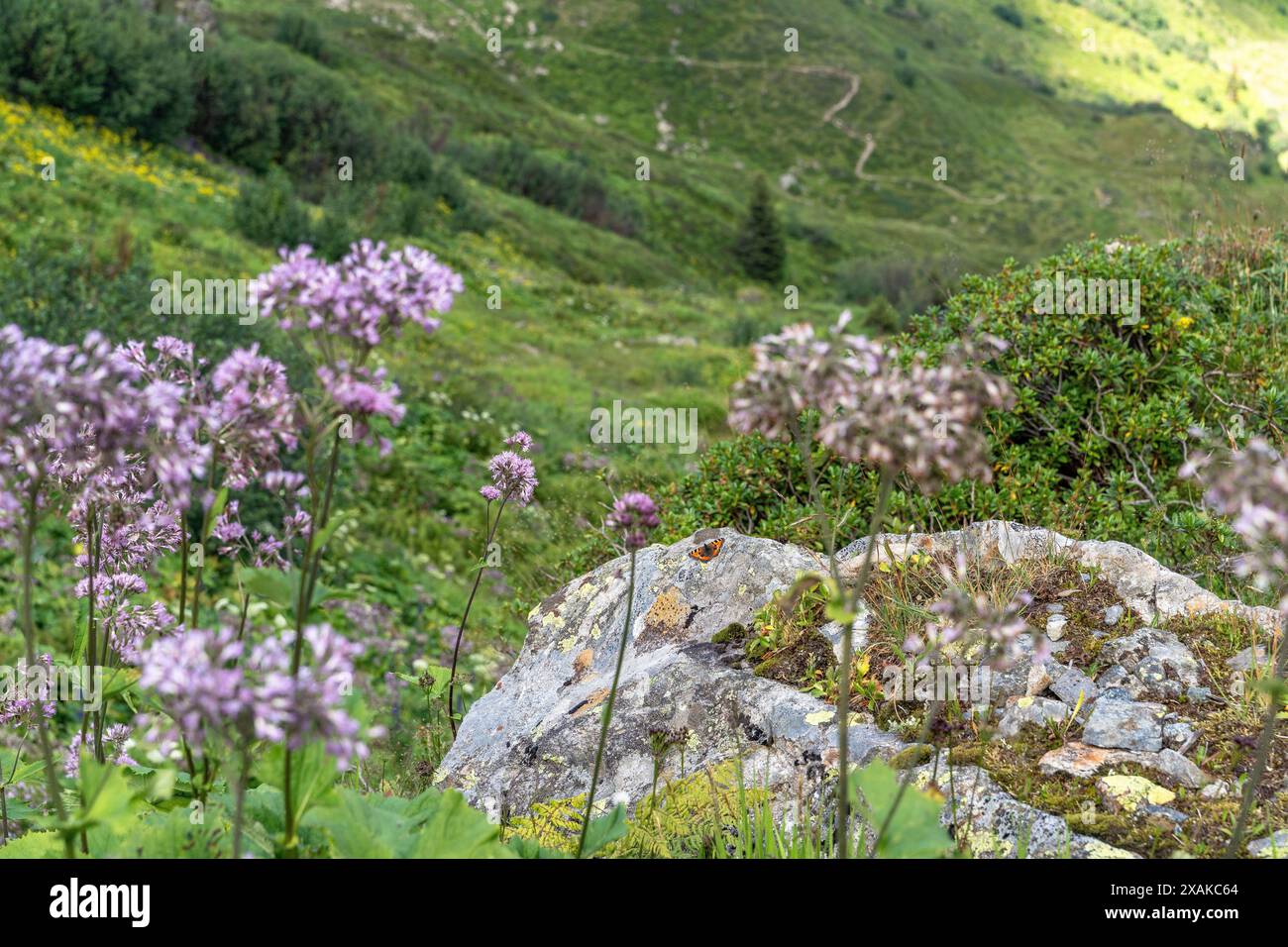 Europa, Österreich, Verwall, Vorarlberg, Montafon, Schruns, Schmetterling zwischen Bergblumen Stockfoto