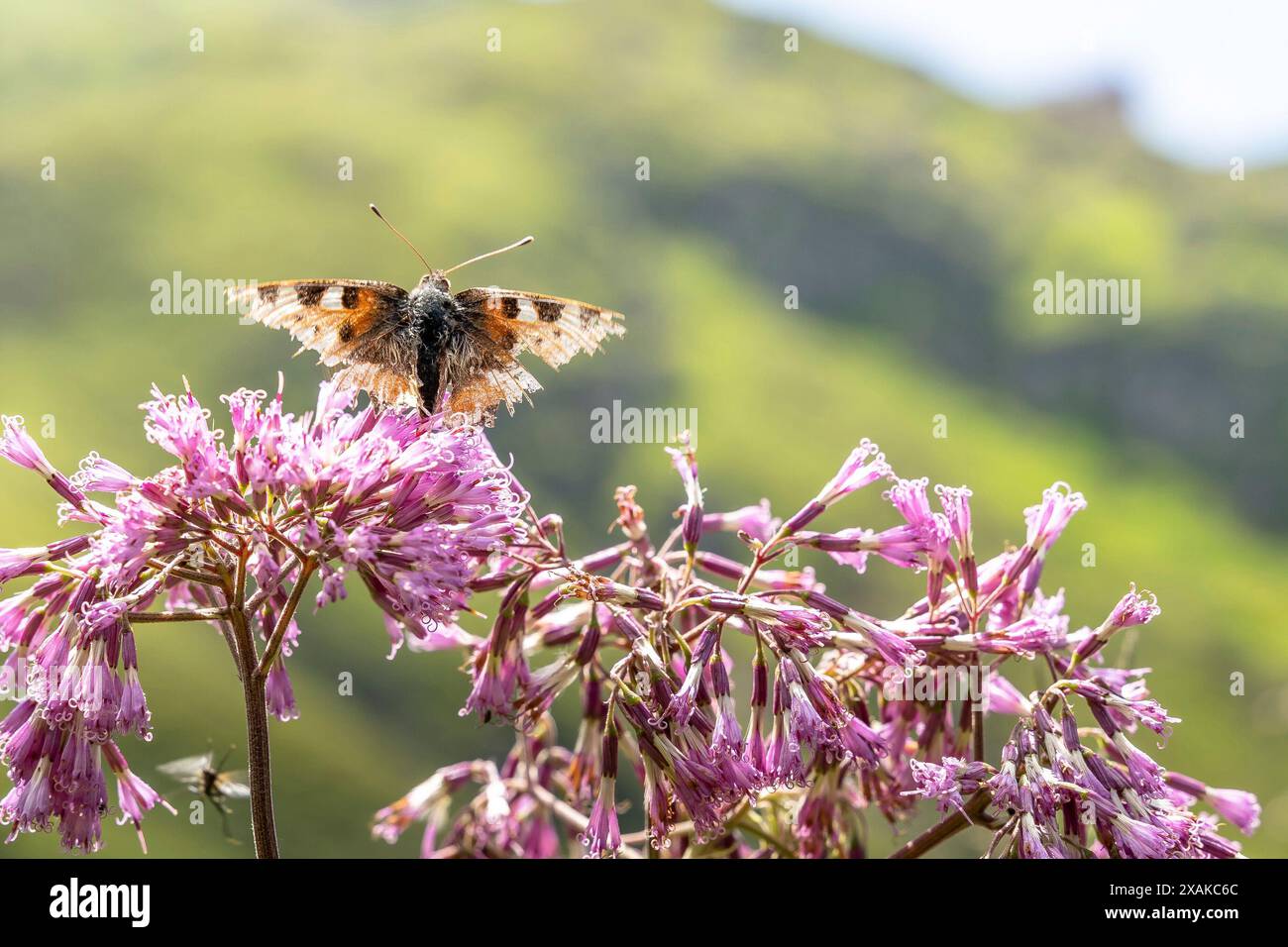 Europa, Österreich, Verwall, Vorarlberg, Montafon, Schruns, Schmetterling auf alpinem ostern Stockfoto