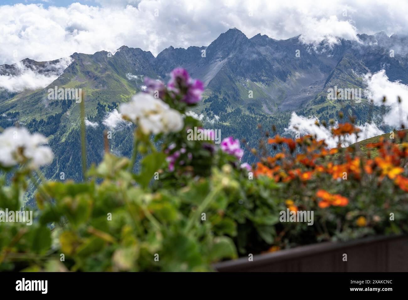 Europa, Österreich, Verwall, Tirol, Paznaun, Galtür, Blick auf die Silvretta durch bunte Blumen Stockfoto
