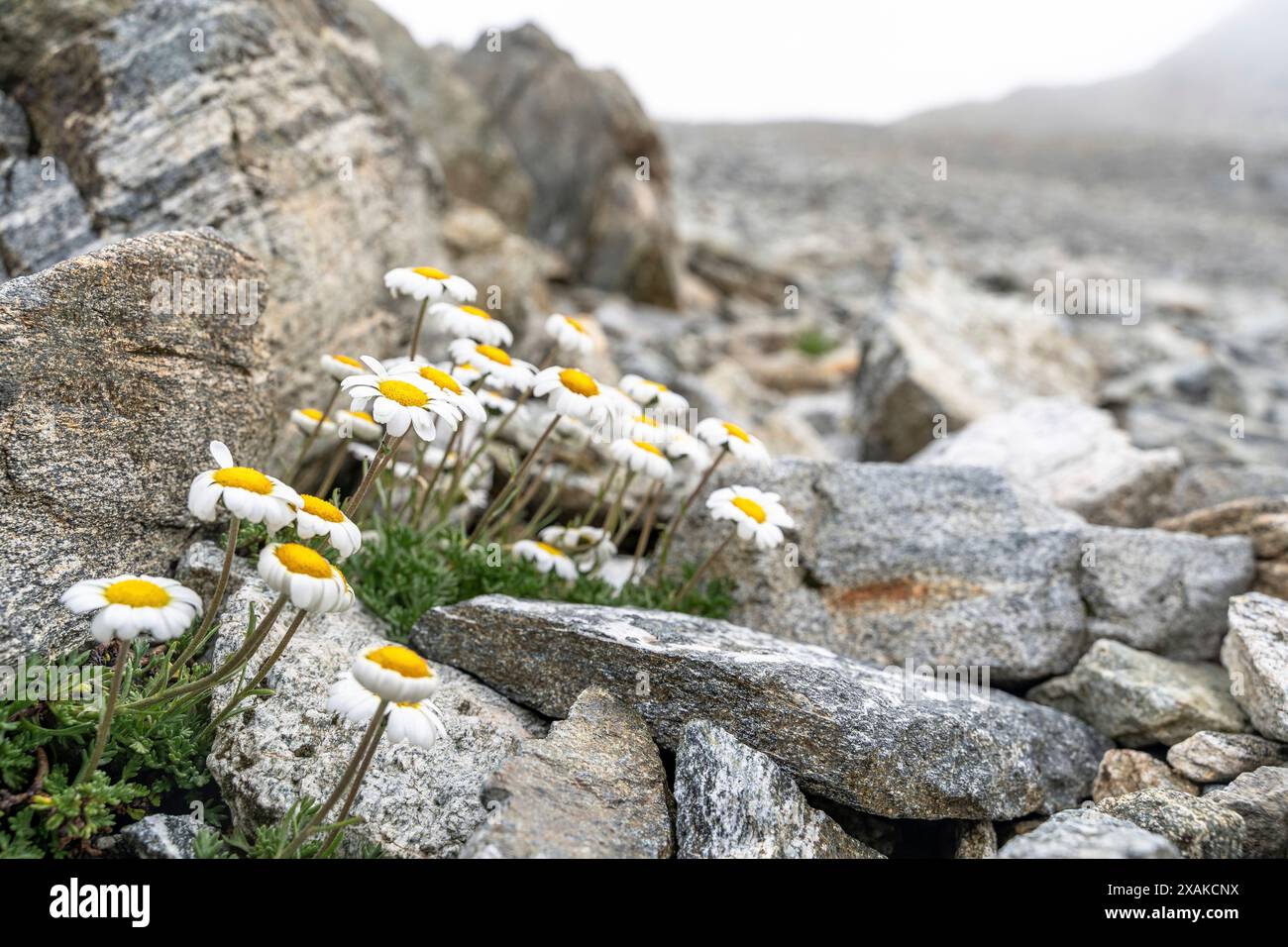 Europa, Österreich, Verwall, Tirol, St. Anton am Arlberg, Fasultal, Alpine Gänseblümchen in einem Geröllfeld Stockfoto