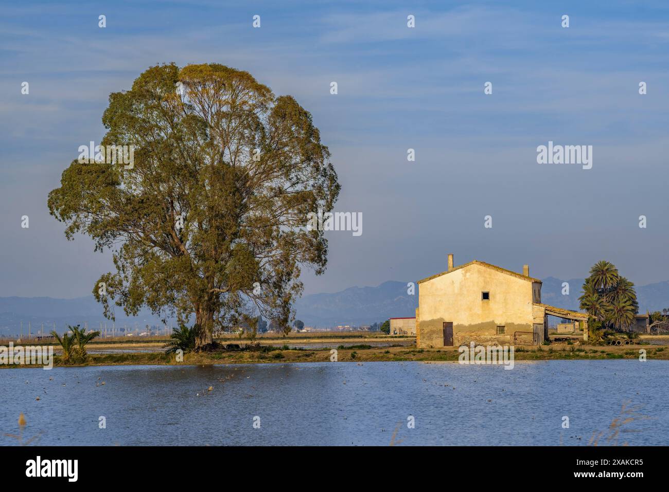 Ein Landhaus mit einem Eukalyptusbaum im Ebro-Delta an einem Winternachmittag (Montsià, Tarragona, Katalonien, Spanien) ESP: Una casa de campo, España Stockfoto