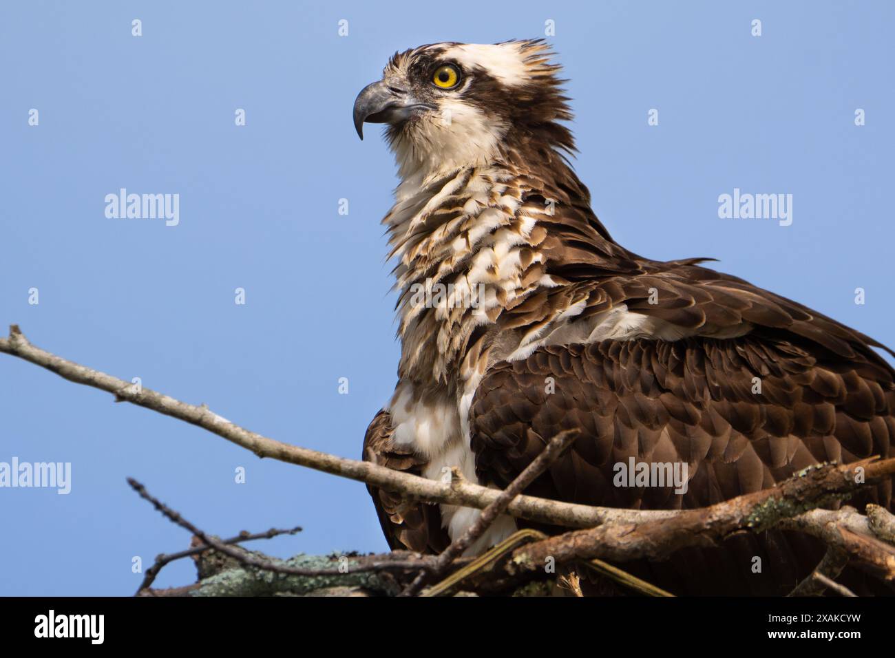 Ein femail Fischadler, der ihre Federn ausflippt und auf ihrem Nest sitzt. Stockfoto