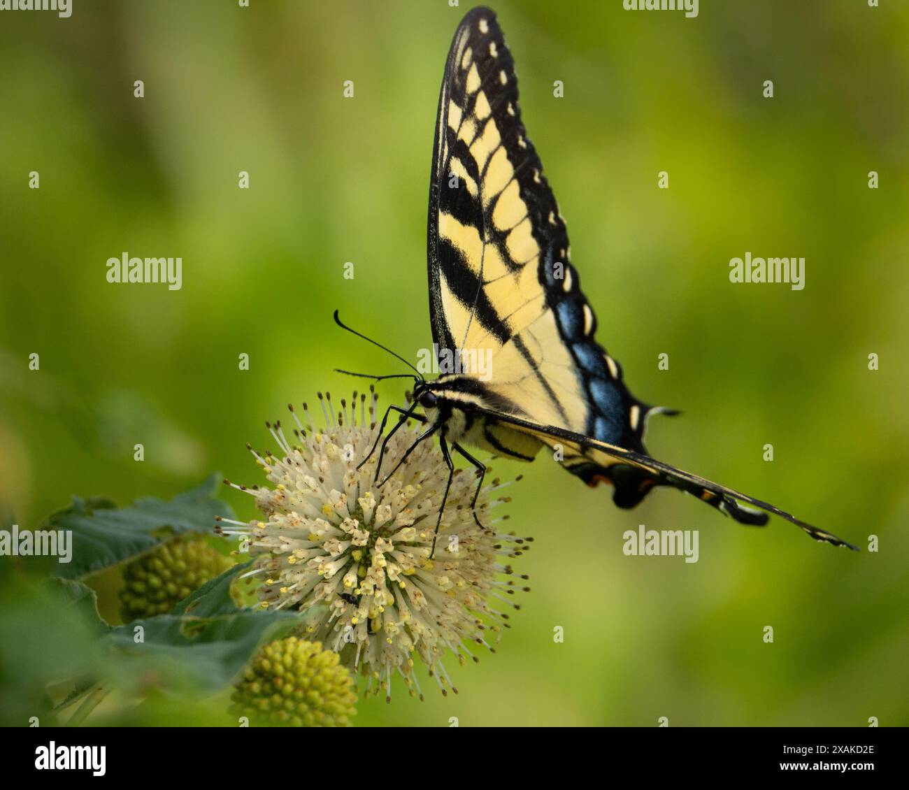 Ein Tigerschwalbenschwanz-Schmetterling auf einer Blume. Stockfoto