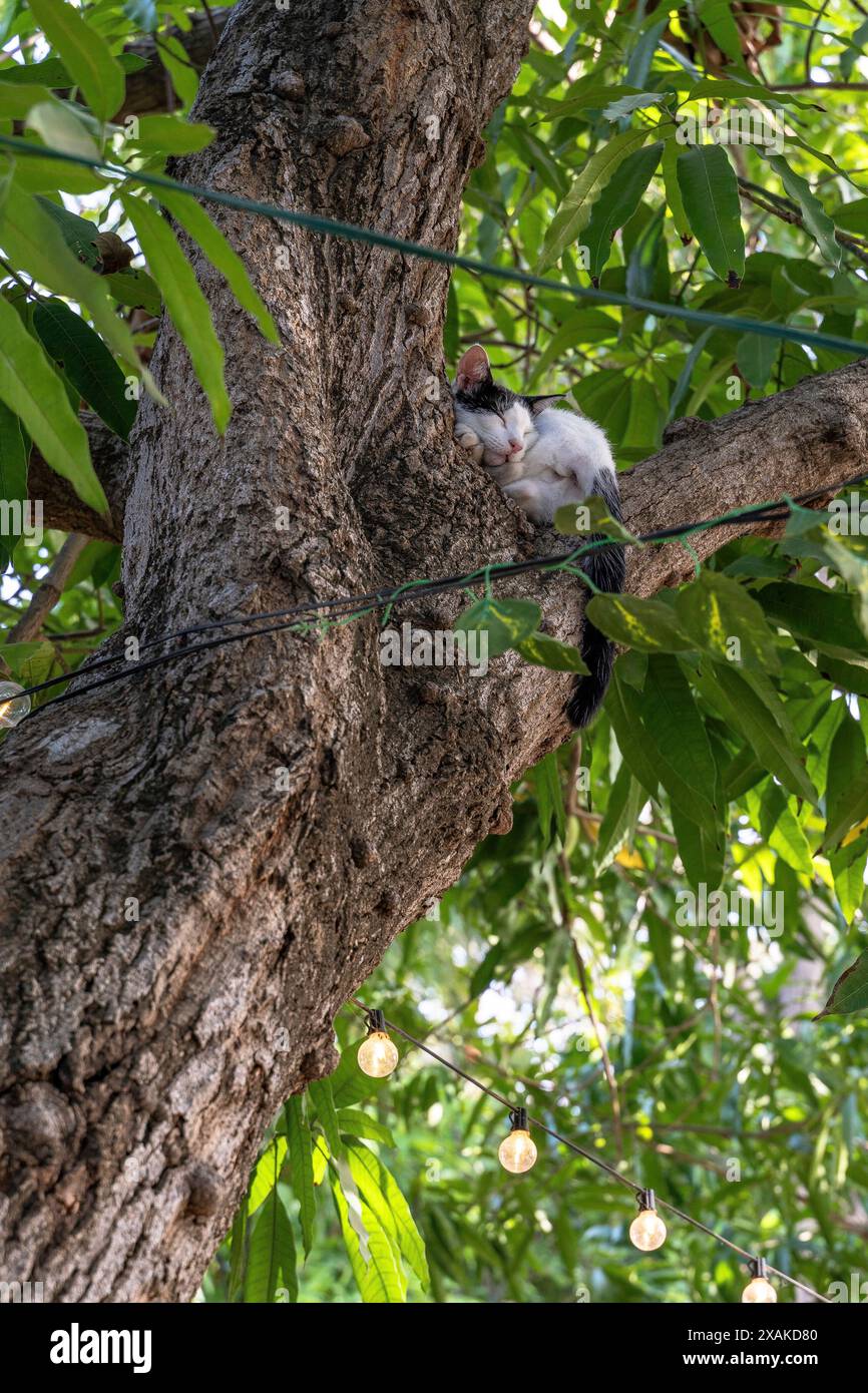 Nordamerika, Karibik, Großantillen, Insel Hispaniola, Dominikanische Republik, Provinz Monte Cristi, San Fernando de Monte Cristi, Gastrobar Casa Azul, Katze schlafend auf einem Baum Stockfoto