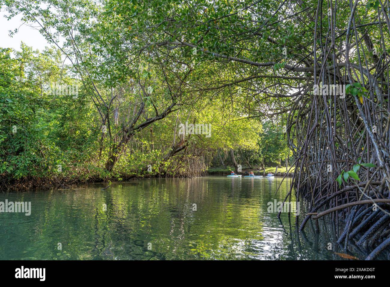 Nordamerika, Karibik, Großantillen, Hispaniola, Dominikanische Republik, Provinz Hato Mayor, Sabana de la Mar, Nationalpark Los Haitises, Kajaktour durch die Mangroven des Nationalparks Los Haitises Stockfoto