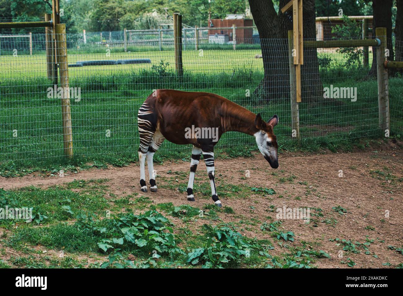 Ein Okapi steht auf unbefestigtem Boden in einem Gehege mit grünem Gras und Bäumen. Stockfoto