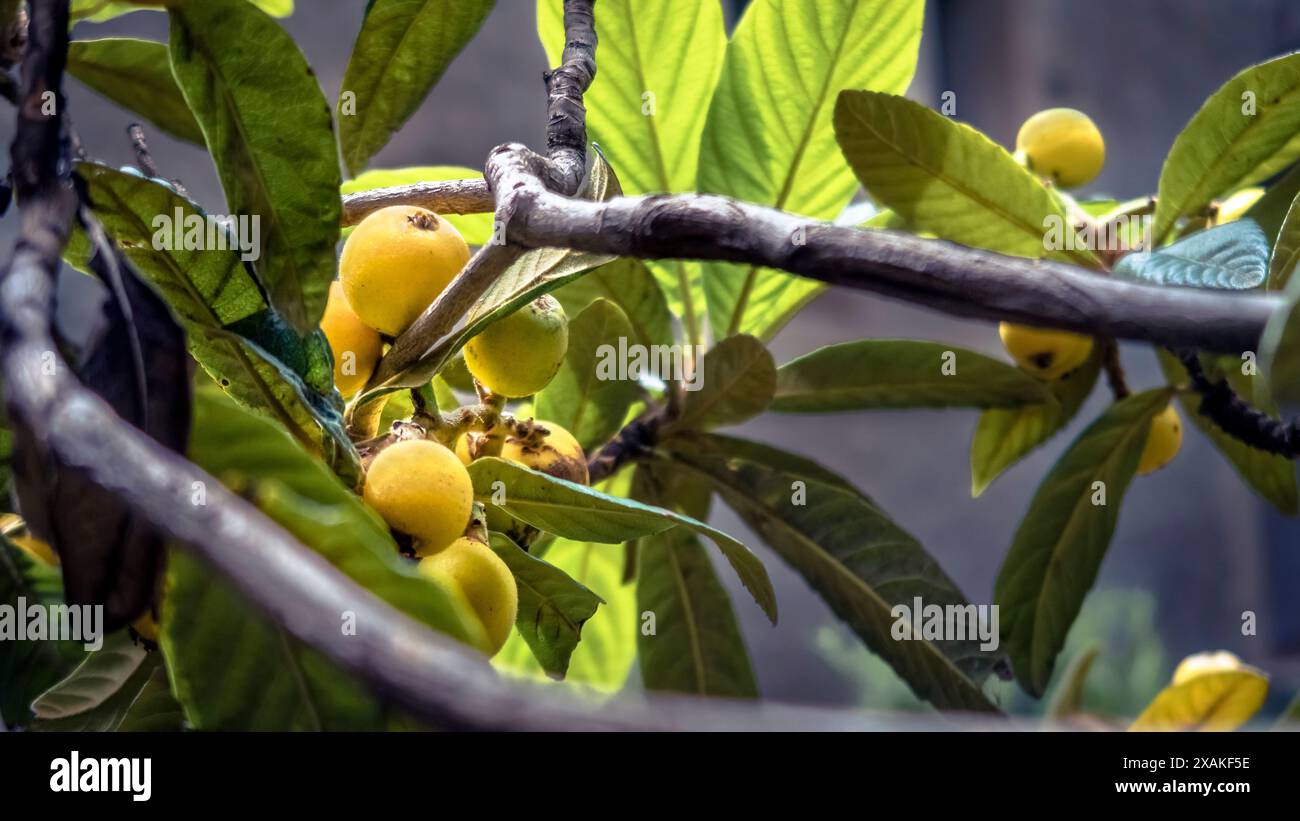 Japanisches Loquat in Coursan, Frankreich Stockfoto