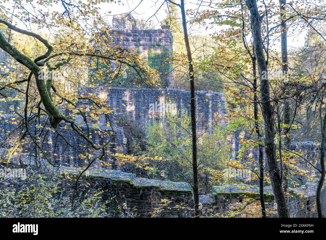 Europa, Deutschland, Baden-Württemberg, Schwarzwald, Nagoldtal, Calw, Holzbronn, Ruine der Burg Waldeck im Nagoldtal Stockfoto