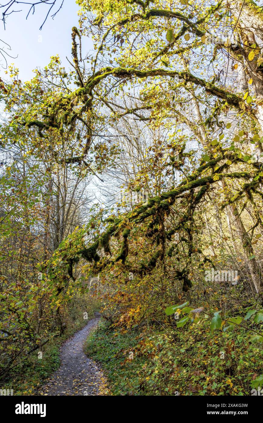 Europa, Deutschland, Baden-Württemberg, Naturpark Schwarzwald, Südschwarzwald, Schluchtensteig, malerischer Waldweg durch die herbstliche Wutachschlucht Stockfoto