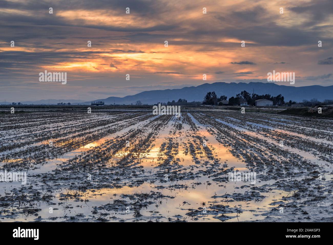 Wintersonnenuntergang hinter dem Montsià-Gebirge, von überfluteten Reisfeldern im Ebro-Delta aus gesehen (Tarragona, Katalonien, Spanien) Stockfoto