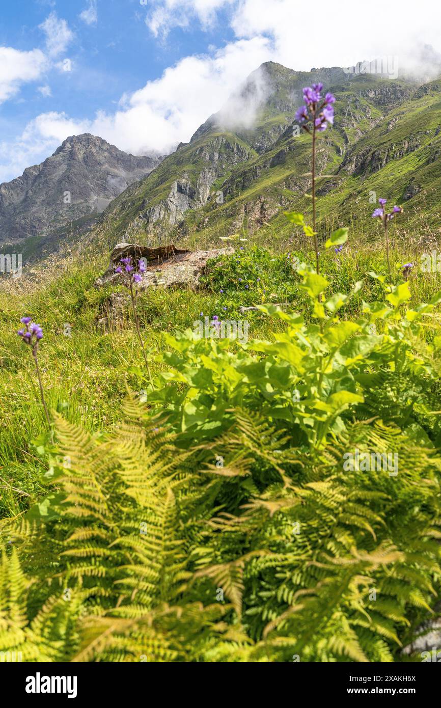 Europa, Österreich, Verwall, Tirol, St. Anton am Arlberg, Fasultal, malerische Berglandschaft im grünen Fasultal Stockfoto