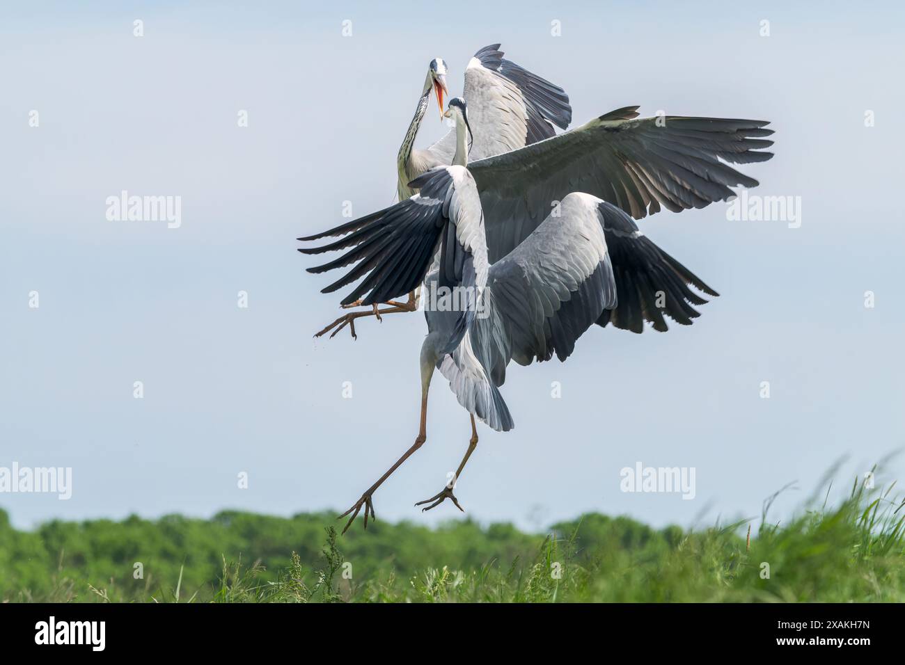 Graureiher, Ardea cinerea, zwei Erwachsene kämpfen in der Luft, Hortobagy, Ungarn, 3. Mai 2024 Stockfoto