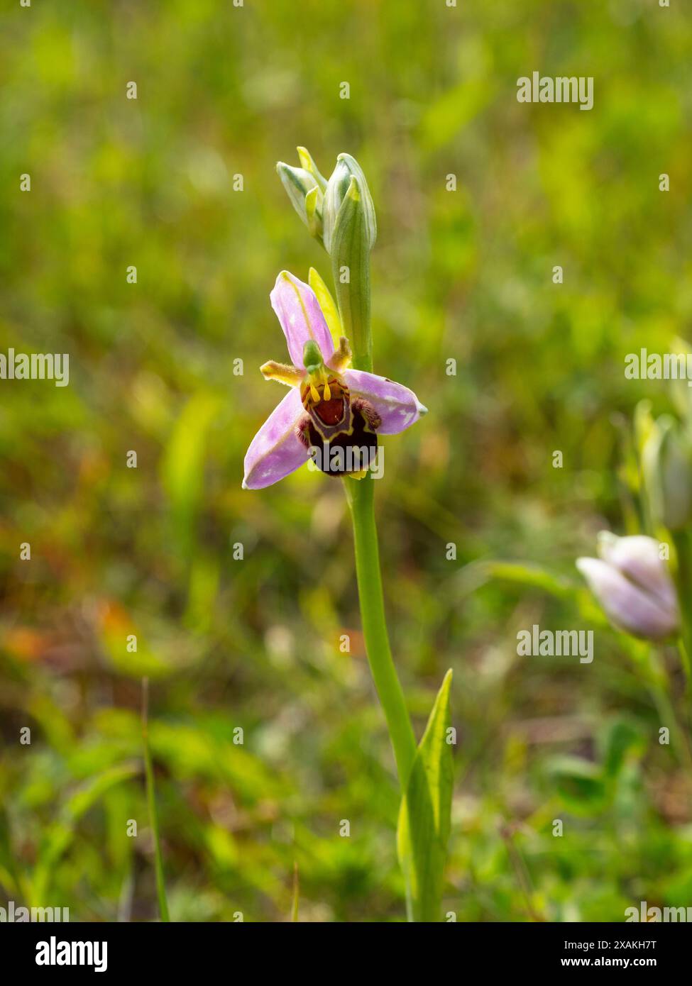 Bienenorchidee. Ophrys apifera. Zeigt die beiden Pollinien Stockfoto