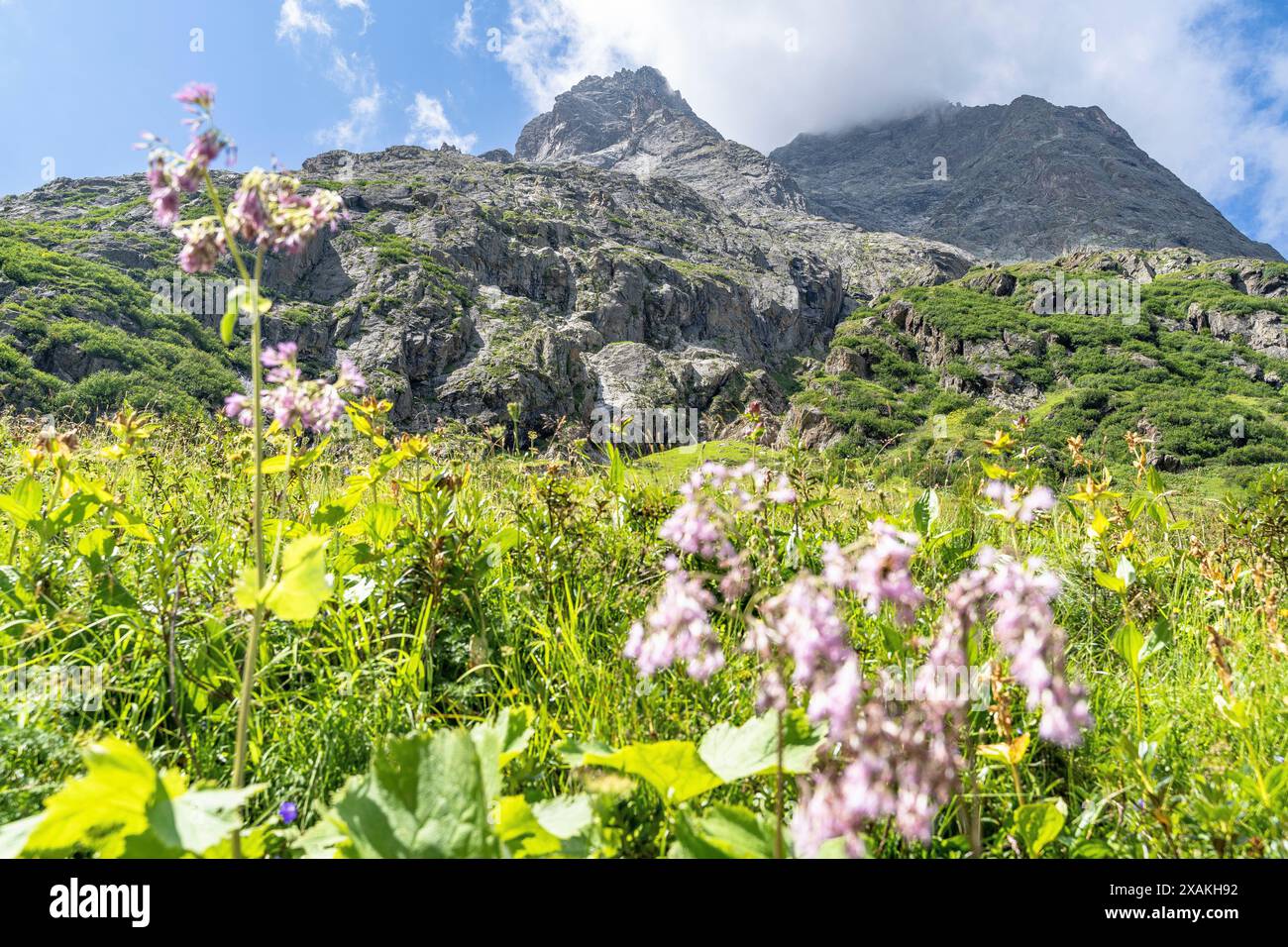Europa, Österreich, Verwall, Tirol, St. Anton am Arlberg, Fasultal, malerische Berglandschaft hinter Blumenwiese Stockfoto