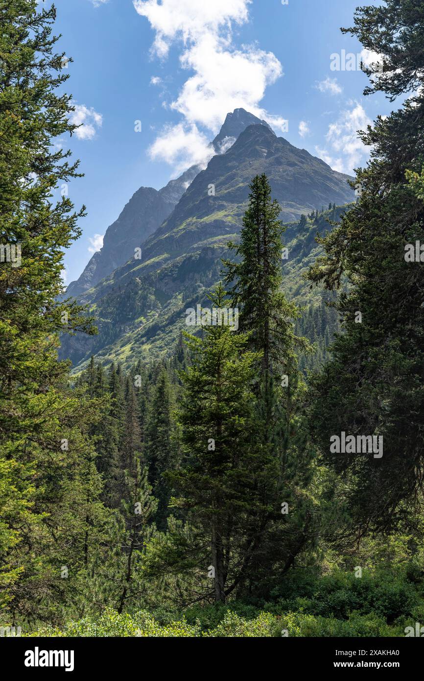 Europa, Österreich, Verwall, Tirol, St. Anton am Arlberg, Fasultal, Blick durch Wald bis Berggipfel Stockfoto