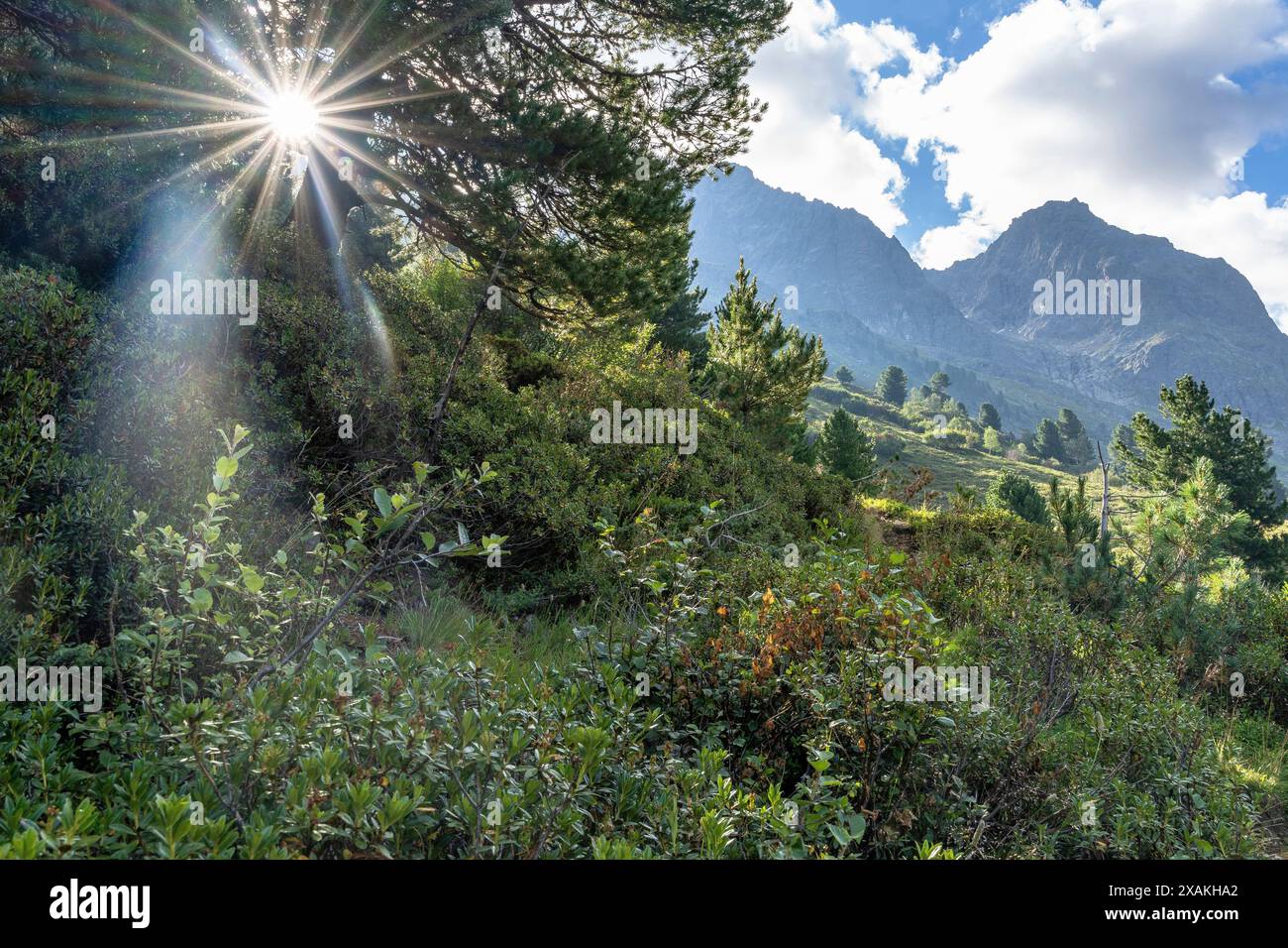 Europa, Österreich, Verwall, Tirol, St. Anton am Arlberg, Fasultal, Sonnenschein durch Äste mit Bergkulisse im Hintergrund Stockfoto