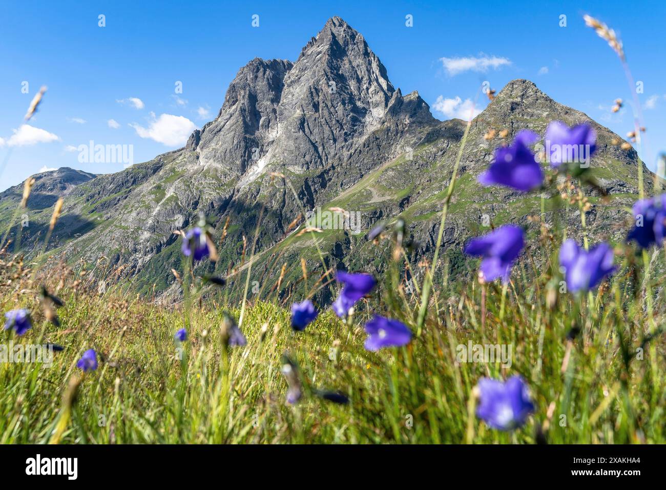 Europa, Österreich, Verwall, Tirol, St. Anton am Arlberg, Fasultal, Blick durch Bergblumen zum markanten Patteriol Stockfoto