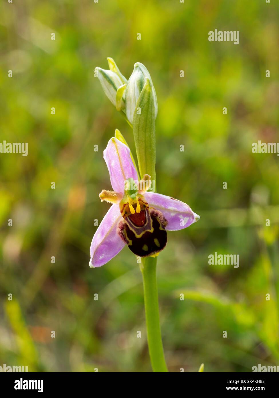 Bienenorchidee. Ophrys apifera. Zeigt die beiden Pollinien Stockfoto