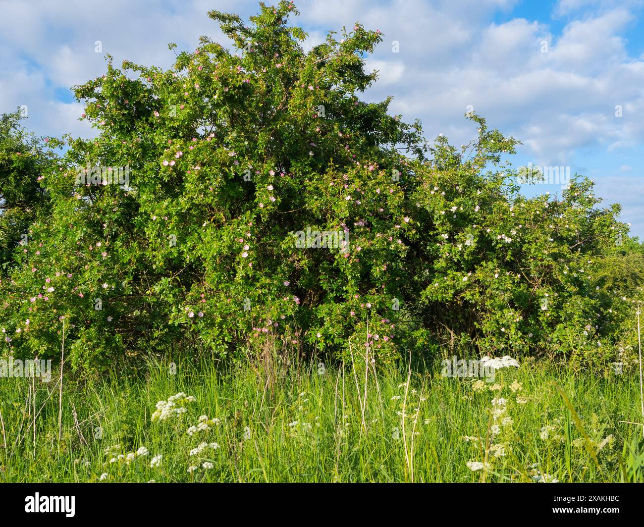 Wilde Rose - HUNDEROSE (Rosa canina) riesiges Exemplar - Blauer Himmel Stockfoto