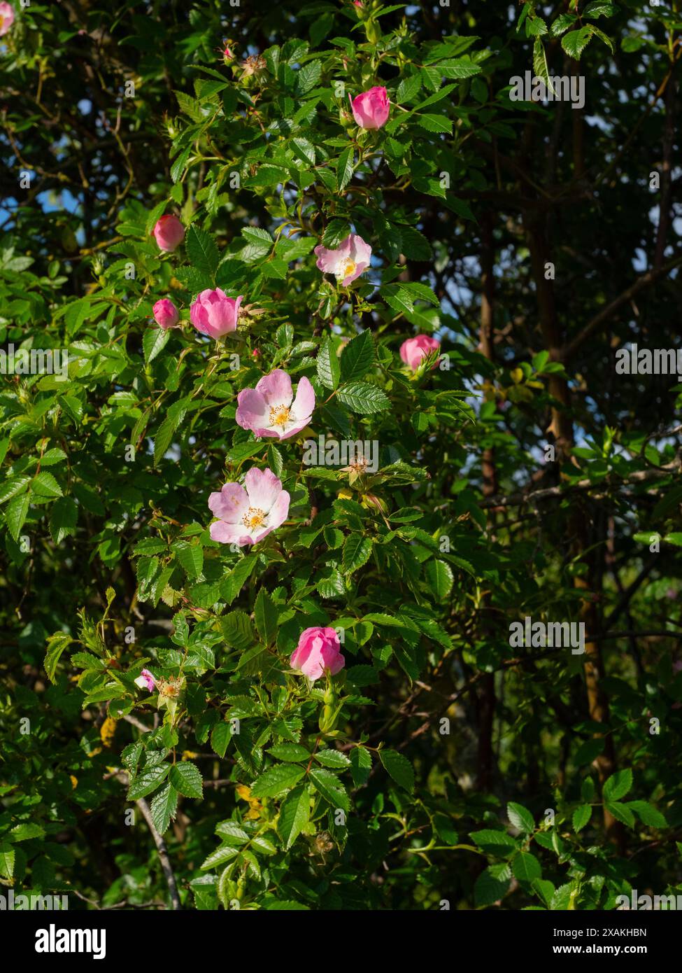 Wilde Rose – HUNDEROSE (Rosa canina) Stockfoto