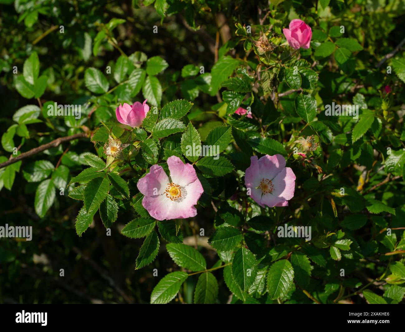 Wilde Rose - HUNDEROSE (Rosa canina) Nahaufnahme der Blumen Stockfoto