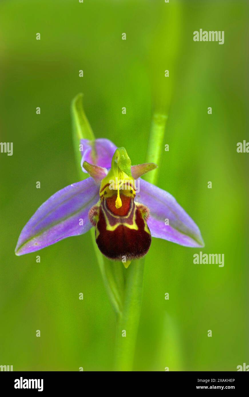 Biene Orchidee. Ophrys Apifera. Stockfoto