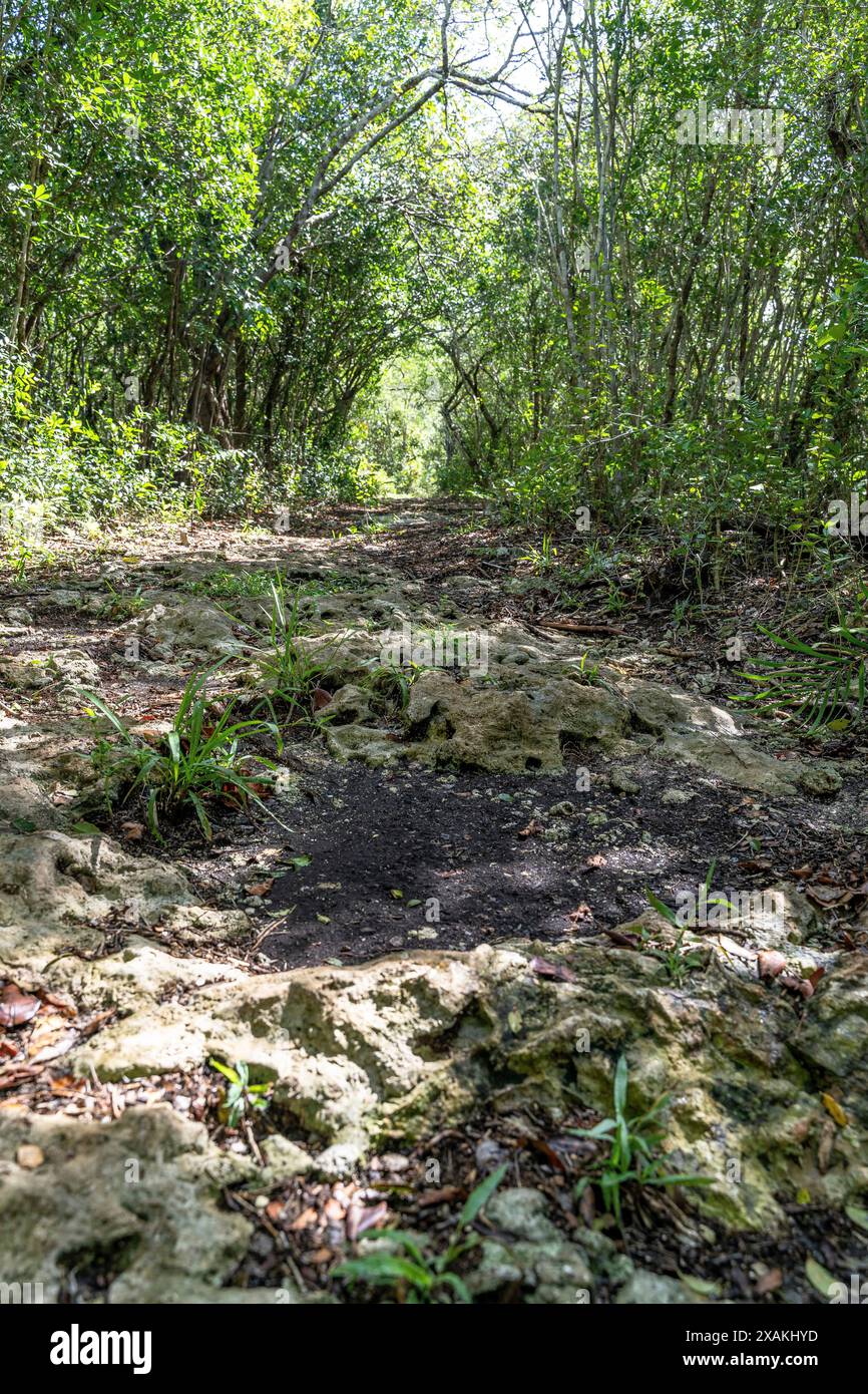 Nordamerika, Karibik, Großantillen, Hispaniola, Dominikanische Republik, Provinz La Altagracia, Bayahibe, Nationalpark Cotubanama, Wanderweg zur Höhle Cueva del Puente im tropischen Wald Stockfoto