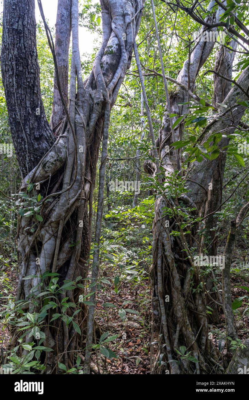 Nordamerika, Karibik, Großantillen, Hispaniola, Dominikanische Republik, Provinz La Altagracia, Bayahibe, Nationalpark Cotubanama, Wanderweg zur Höhle Cueva del Puente im tropischen Wald Stockfoto