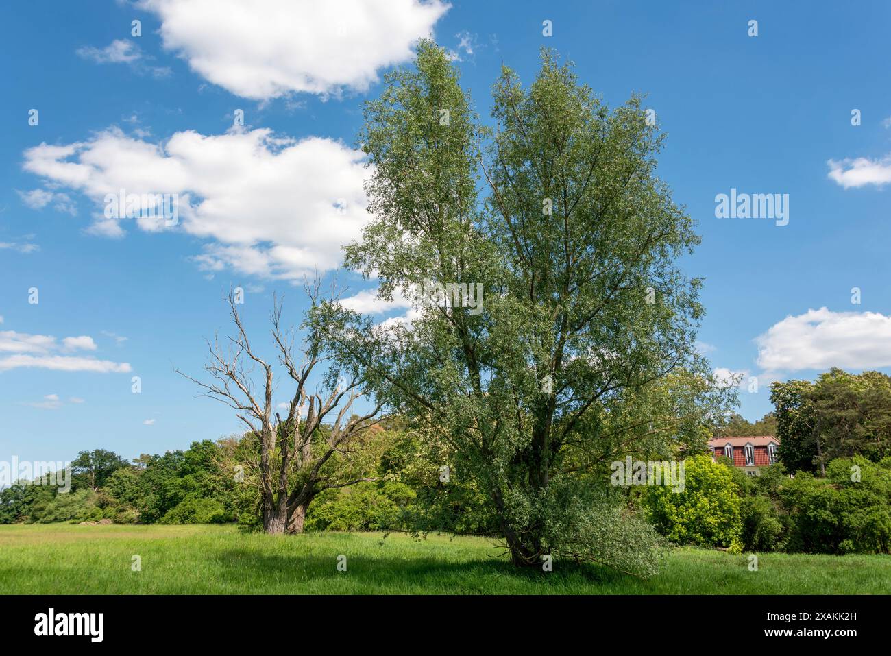 Knorriger Baum, im Gegensatz zu grüner Weide, Elbwiesen, Hohenwarthe, Sachsen-Anhalt, Deutschland Stockfoto