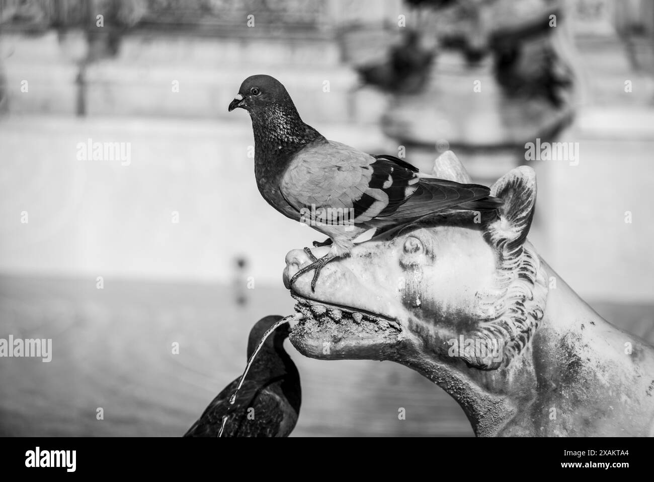 Tauben sitzen auf dem Gaia-Brunnen an der Piazza del Campo in Siena, Italien Stockfoto