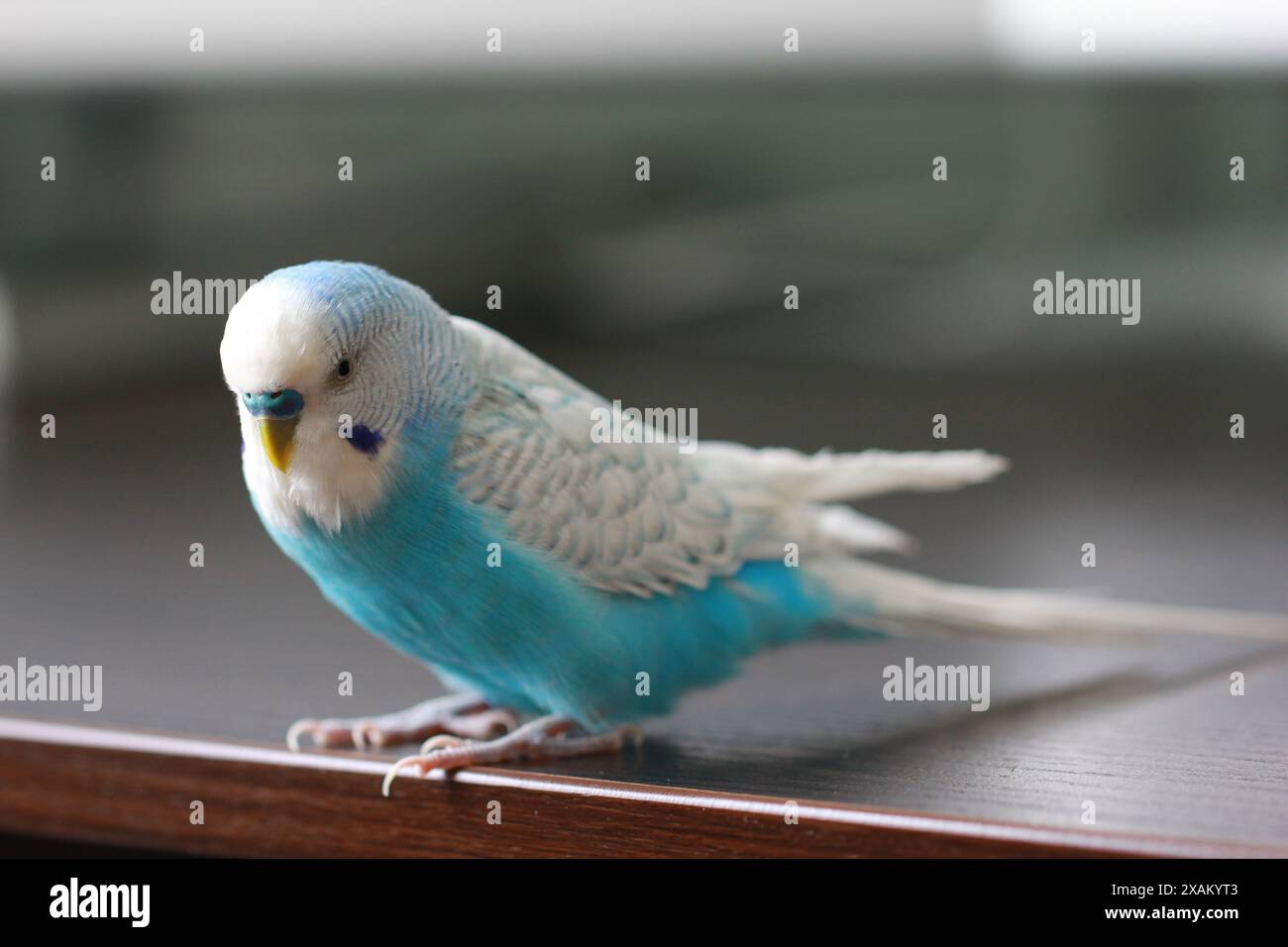 Wunderschöner blauer Budgie-Papagei, der auf dem Tisch sitzt Stockfoto