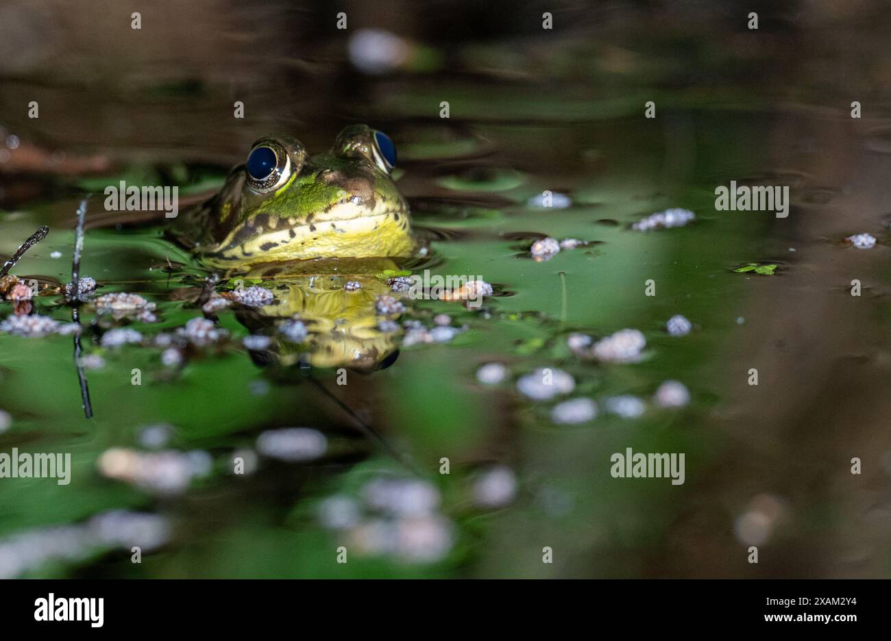 Ein amerikanischer Bullfrosch, der in einer Sommernacht in flachem Wasser auf einem Teich sitzt Stockfoto