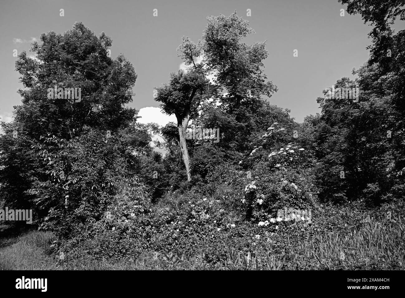 Schwarz-weiße Landschaft im Park rund um das Schloss Schleissheim im Dorf Oberschleissheim, Vorort München, Bayern. Stockfoto