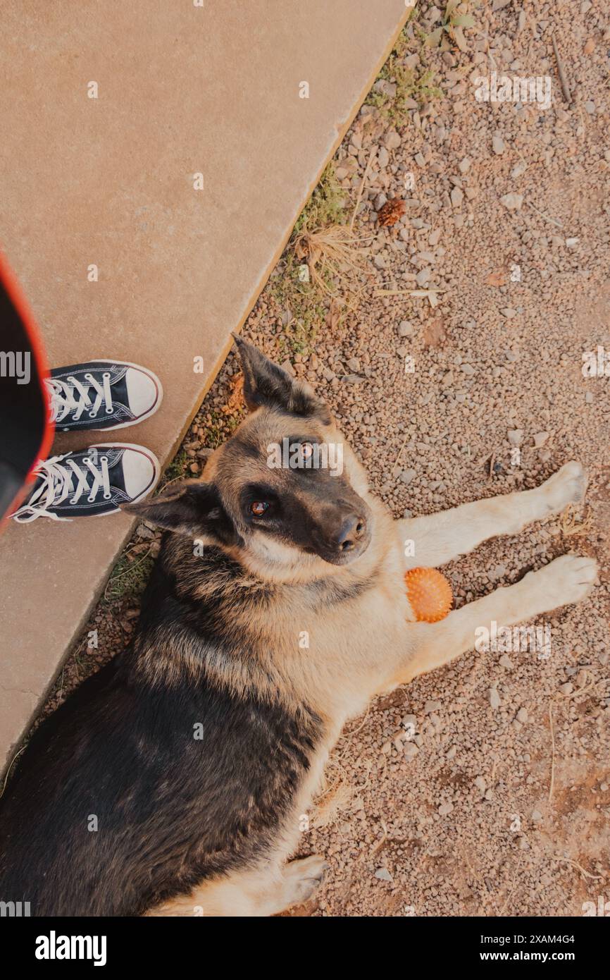 deutscher Schäferhund, der nach oben schaut Stockfoto