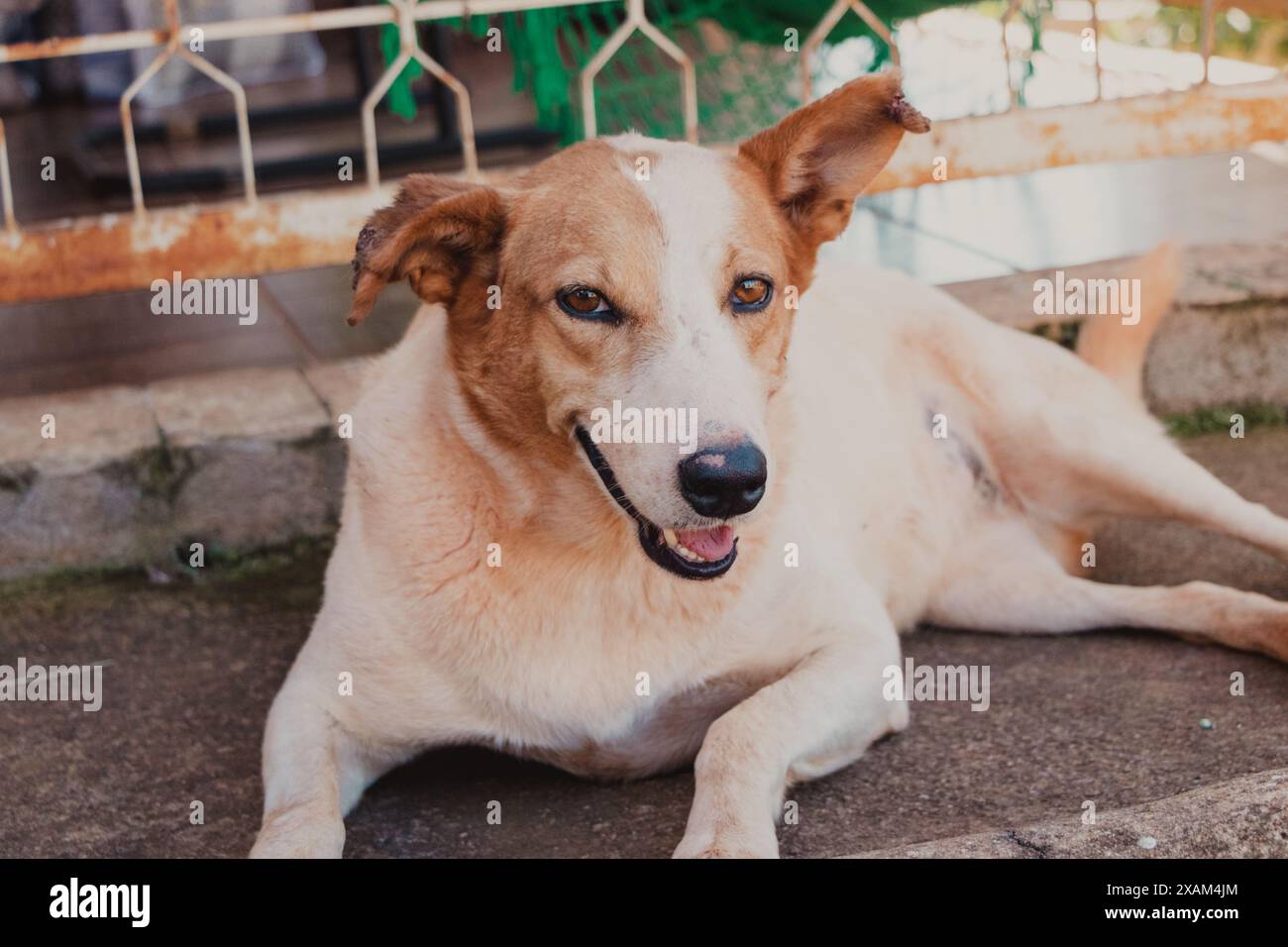 Weißer und karamellfarbener Hund, der sich hinlegt Stockfoto