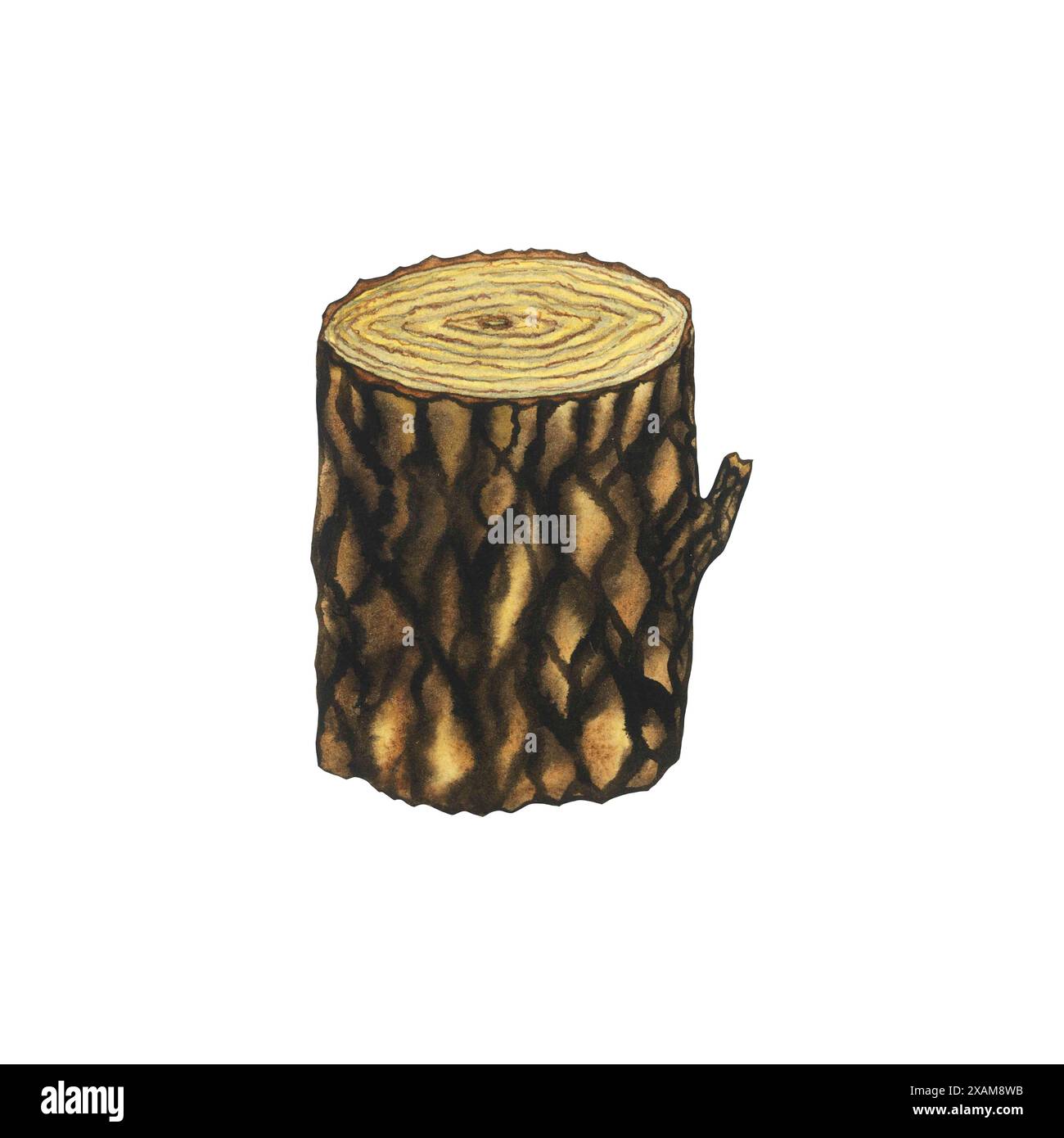 Holzstumpf in Aquarellfarbe, Baumstamm. Cartoon-Stück Holz. Eiche, Linde, Ahorn, Zedernholz. Handgezeichnete Illustration isoliert auf weißem Hintergrund Stockfoto