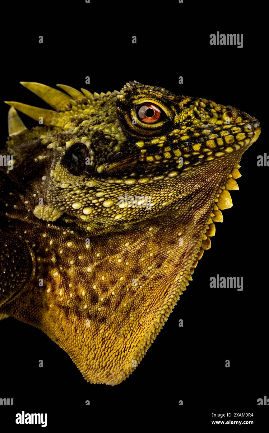 Gekrönter Walddrache (Lophosaurus dilophus) Stockfoto