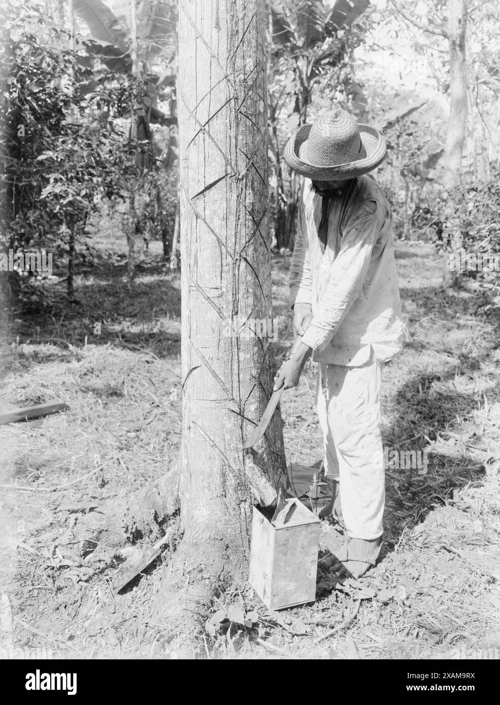 Gewindebohrung des Gummibaums mit Machete (alter Weg), zwischen C1915 und C1920. Stockfoto