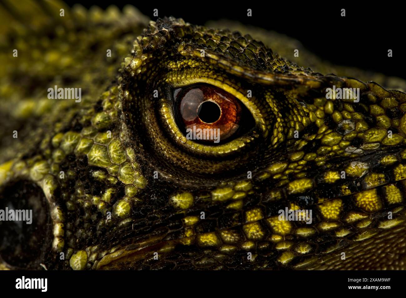 Echsenauge des gekrönten Walddrachen Stockfoto