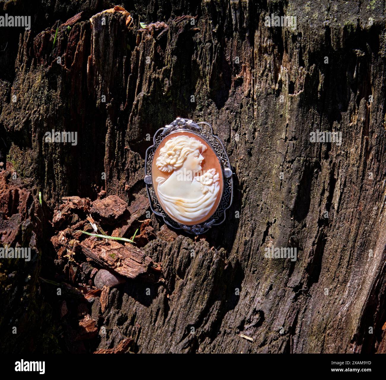 Ein Stillleben eines einzelnen Cameo auf hölzernem Hintergrund. Stockfoto